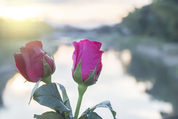 Rosas vermelhas com pôr do sol — Fotografia de Stock