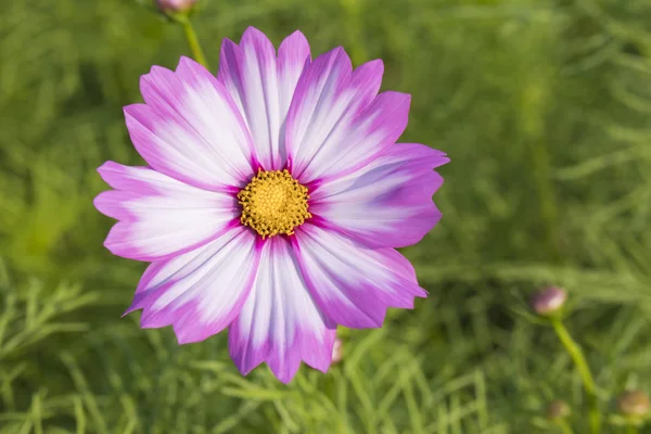 Red flower in garden — Stock Photo, Image