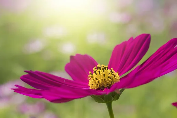 Flor roja en jardín — Foto de Stock