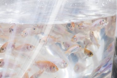 Çanta içinde birçok balık