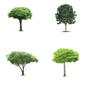 İzole ağaç topluluğu 