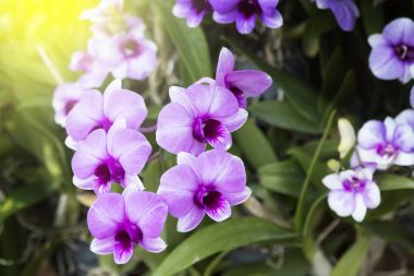 Mor orkide kadar kapatın