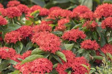 Kırmızı MahS çiçek