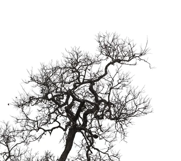 Силует Мертве дерево — стокове фото