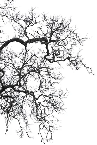 Ölü ağaç beyaz