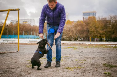 Fransız Bulldog köpek yürüyüş