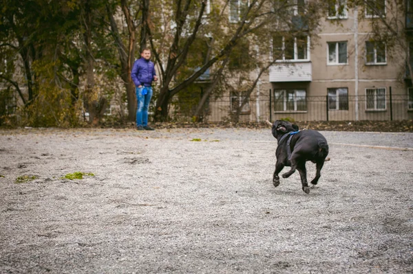 Прогулянки з собакою французький бульдог — стокове фото