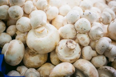 ekranda champignon mantar. bir sürü taze ham mantar öbek raflarda yer alır.