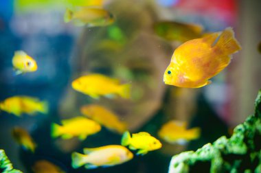 akvaryum Çiklit egzotik balık