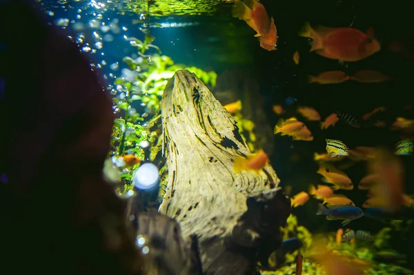 Peixe exótico de ciclídeos de aquário — Fotografia de Stock