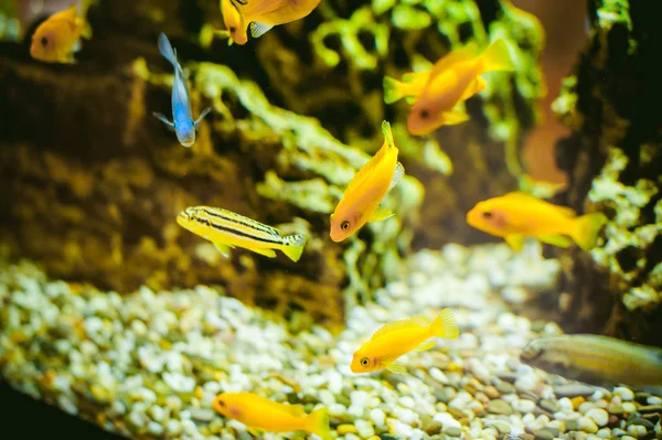 aquarium cichlid exotic fish