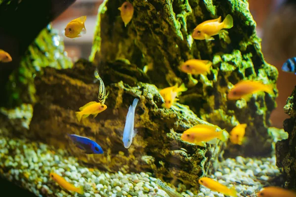 Aquarium cichlidés poissons exotiques — Photo