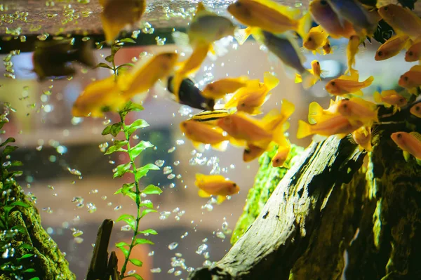 Aquarium Buntbarsch exotische Fische — Stockfoto