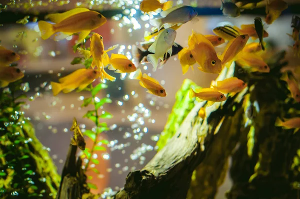 Aquarium Buntbarsch exotische Fische — Stockfoto