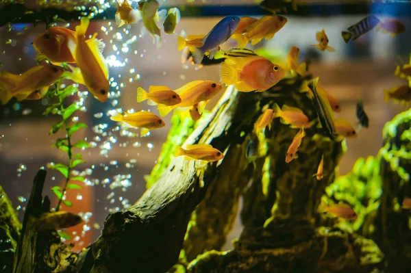 Aquarium cichlidés poissons exotiques — Photo