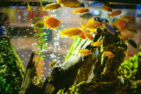 Aquarium Buntbarsch exotische Fische — Stockfoto