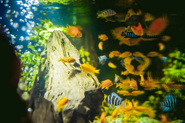 Aquarium cichlidés poissons exotiques — Photo