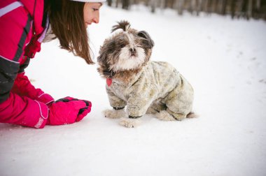 Açık havada bir köpek ırkı Shih Tzu ile kışın yürümek.