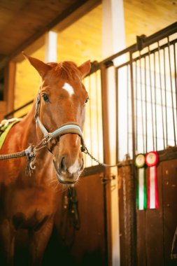 at ahırları bir ahır içinde