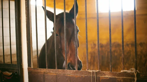 Pferd im Stall im Stall — Stockfoto