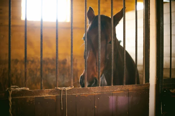 Pferd im Stall im Stall — Stockfoto