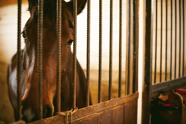Pferd im Stall im Stall — Stockfoto