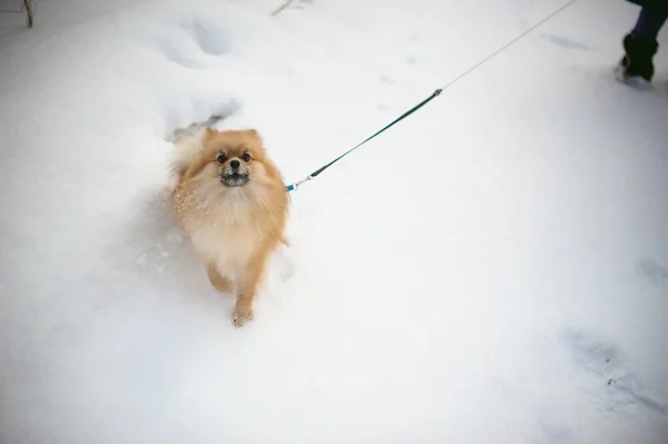 Promener votre animal de compagnie, races de chiens Spitz — Photo