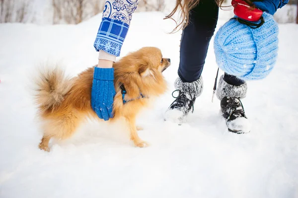 Spitz breed dog playing with a woman walking outdoors winter day, warm clothin