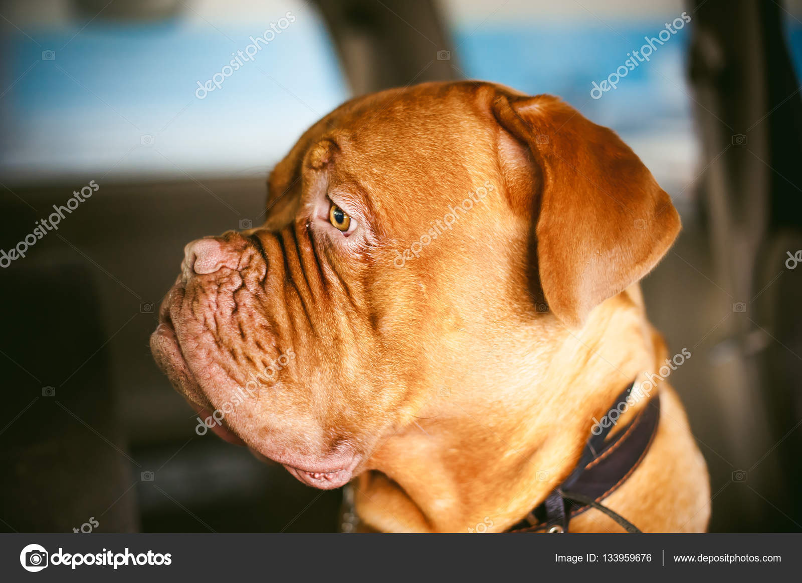 Dogue De Bordeaux Wikipedia