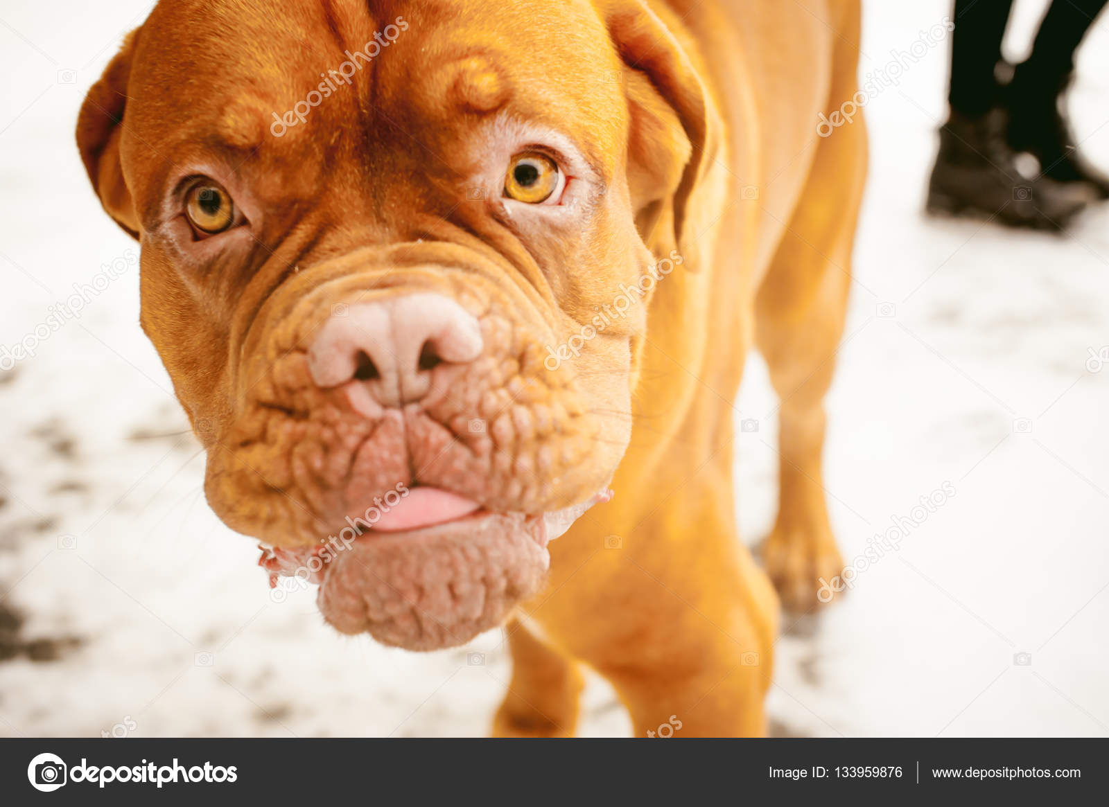 Promenade Dhiver Dans La Neige Avec Un Chien De Race Dogue