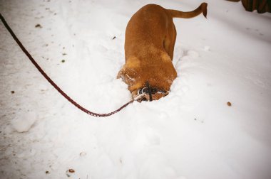 Kış yürümek a köpek doğurmak Dogue de Bordeaux ile karda