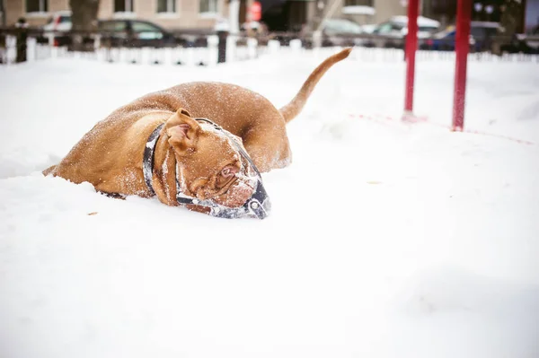 Winter walk in the snow with a dog breed Dogue de Bordeaux — Stock Photo, Image