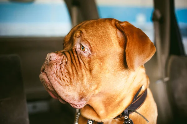 Dogue de Bordeaux sedí v autě — Stock fotografie