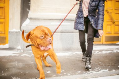 Kış yürümek a köpek doğurmak Dogue de Bordeaux ile karda. Kız büyük bir kırmızı köpek tasma yürüyüş