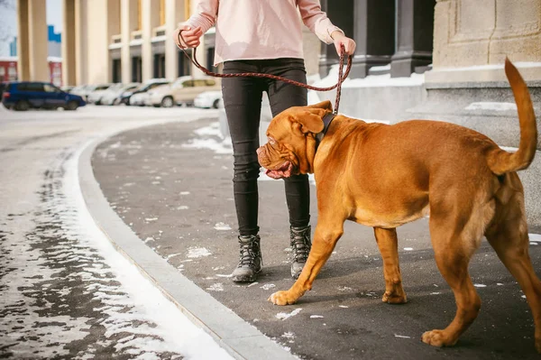 Kış yürümek a köpek doğurmak Dogue de Bordeaux ile karda. Kız büyük bir kırmızı köpek tasma yürüyüş