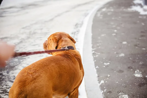 Zimní procházka na sněhu s psí plemeno Dogue de Bordeaux. dívka procházky velký červený pes na vodítku — Stock fotografie