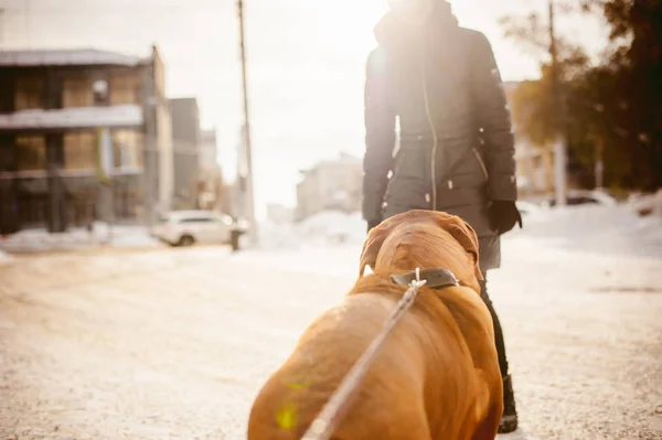 winter walk in the snow with a dog breed Dogue de Bordeaux. girl walking a big red dog on a leash