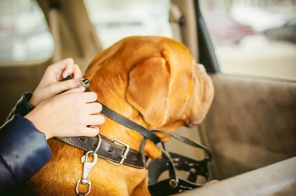 Zimní procházka na sněhu s psí plemeno Dogue de Bordeaux — Stock fotografie