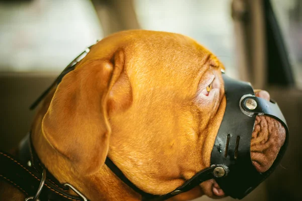 Zimní procházka na sněhu s psí plemeno Dogue de Bordeaux — Stock fotografie