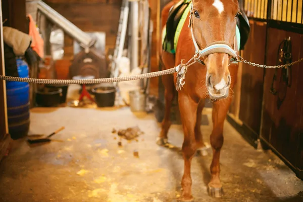 Cavaleiro fêmea treina o cavalo para fora dos estábulos — Fotografia de Stock