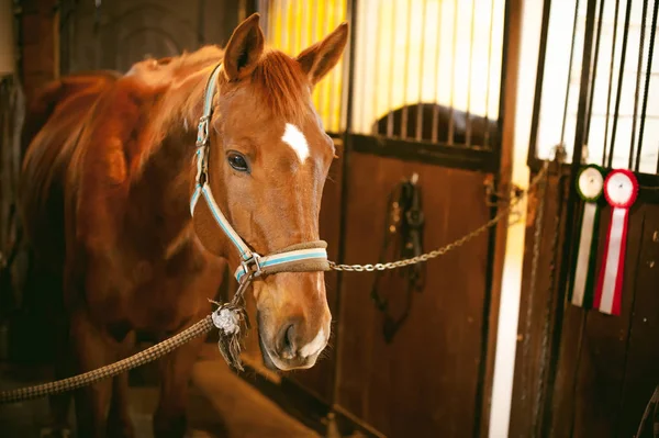 Reiterin trainiert Pferd aus dem Stall — Stockfoto