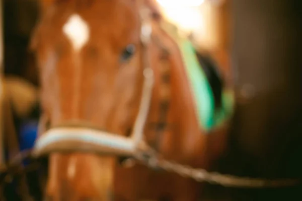 Junge Reiterin seit einem Pferd im Stall beschäftigt, bereitet sich auf die Abreise vor — Stockfoto