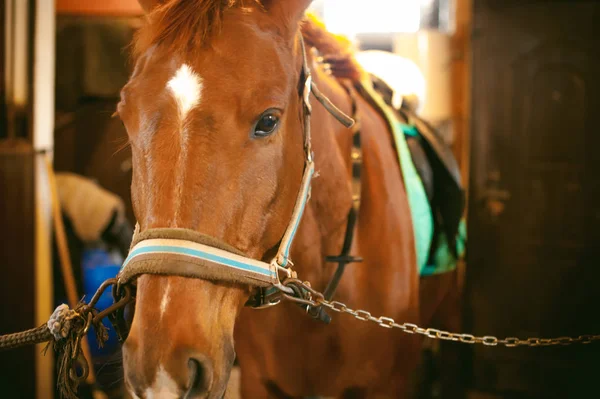 Junge Reiterin seit einem Pferd im Stall beschäftigt, bereitet sich auf die Abreise vor — Stockfoto