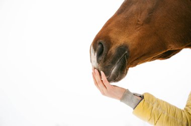 bir kadın yüzüyle at namlu elinden, burun ilgilendiriyor. Beyaz bir arka plan üzerinde hayvan yakın çekim portre.