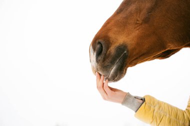 bir kadın yüzüyle at namlu elinden, burun ilgilendiriyor. Beyaz bir arka plan üzerinde hayvan yakın çekim portre.