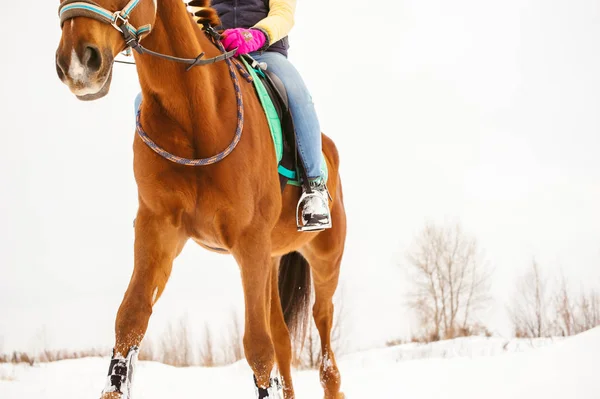 Woman in winter clothes is riding on a horse on a background of white snow.