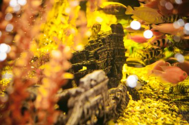 akvaryum Çiklit egzotik balık