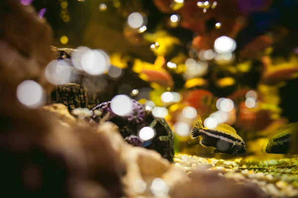 水族館シクリッドのエキゾチックな魚 — ストック写真