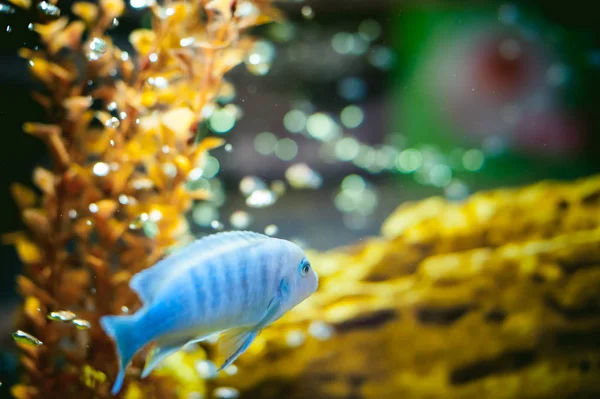 Aquarium Buntbarsch exotische Fische — Stockfoto