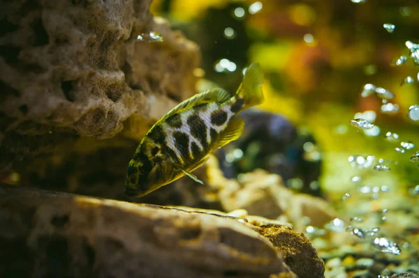 水族館シクリッドのエキゾチックな魚 — ストック写真